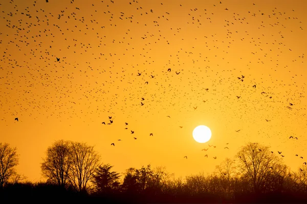 Güzel sığırcık sürüsü. Hollanda 'da sığırcık sürüsü uçuyor. Ocak ve Şubat aylarında, yüz binlerce sığırcık dev bulutlarda toplandı. Sığırcık hırıltıları.