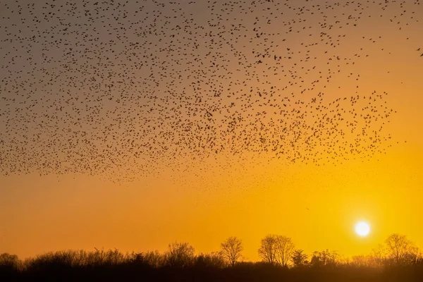 찌르레기의 아름다운 커다란 아메리카 찌르레기떼 네덜란드를 날아간다 월중에 수십만 마리의 — 스톡 사진