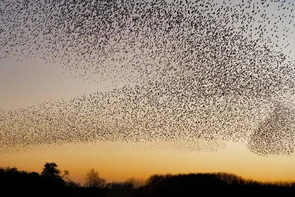 Vackra Stora Flock Starar Flock Starkfåglar Flyger Nederländerna Januari Och — Stockfoto