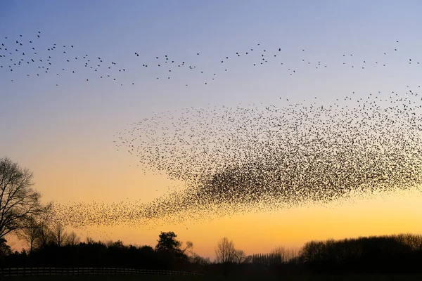 Schöne Große Schar Von Staren Den Niederlanden Fliegt Ein Schwarm — Stockfoto