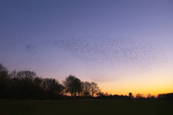 Schöne Große Herde Stare Sturnus Vulgaris Geldermalsen Den Niederlanden Januar — Stockfoto