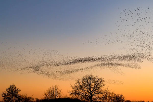 Schöne Große Herde Stare Sturnus Vulgaris Geldermalsen Den Niederlanden Januar — Stockfoto