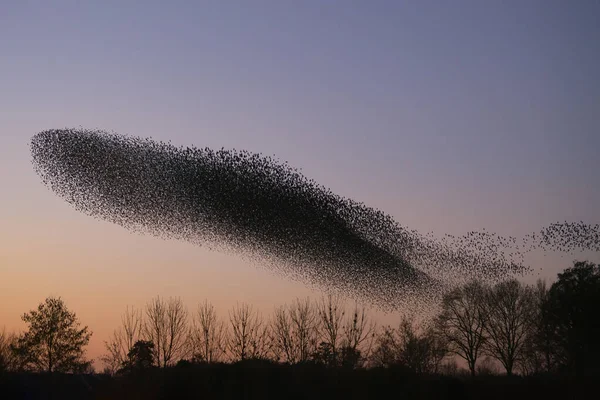 Güzel sığırcık sürüsü (Sturnus vulgaris), Hollanda 'da Geldermalsen. Ocak ve Şubat aylarında, yüz binlerce sığırcık dev bulutlarda toplandı. Sığırcık hırıltıları.