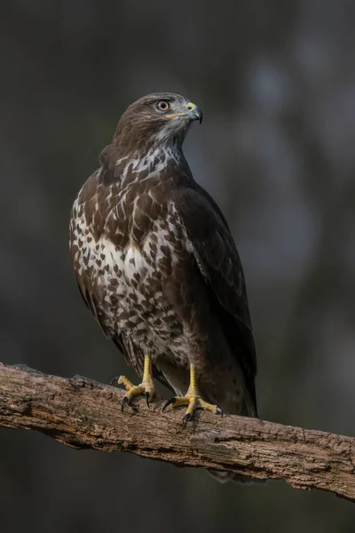 Κοινή Buzzard Buteo Buteo Υποκατάστημα Στο Δάσος Στα Ανοικτά Των — Φωτογραφία Αρχείου