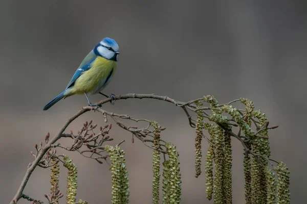 Eurasian Blue Tit Cyanistes Caeruleus Forest Noord Brabant Netherlands — ストック写真