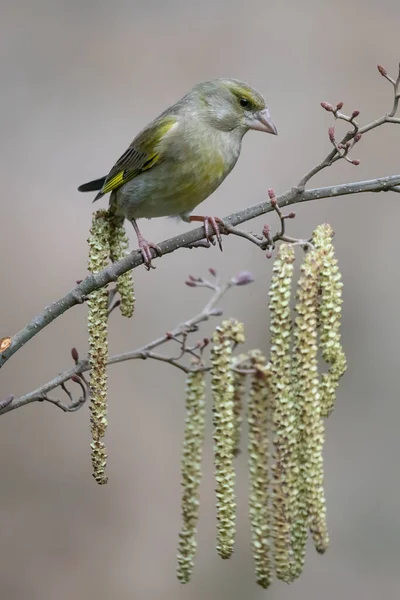 European Greenfinch Chloris Chloris Sitting Branch Forest Noord Brabant Netherlands — Foto de Stock