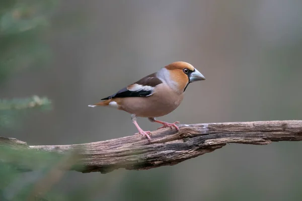 オランダのノールブラバントの森の中にある美しいHawfinch Coccothraustes Coccothraustes — ストック写真