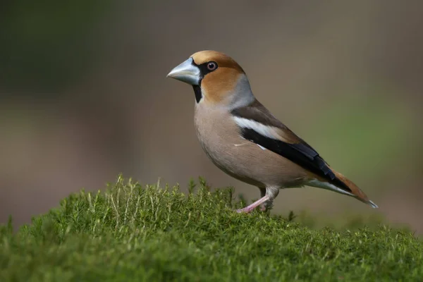 オランダのノールブラバントの森の中にある美しいHawfinch Coccothraustes Coccothraustes — ストック写真