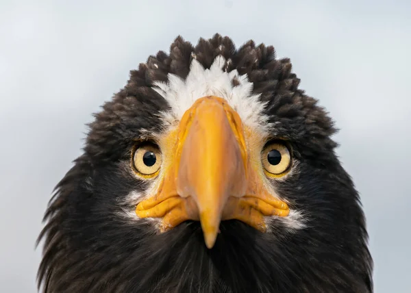 Πορτραίτο Του Θαλάσσιου Αετού Του Steller Haliaeetus Pelagicus Θαλάσσιος Αετός — Φωτογραφία Αρχείου