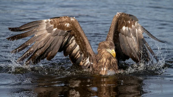 Vitstjärtad Örn Haliaeetus Albicilla Vatten Rovfågel Djur Naturmiljö Vilda Djur — Stockfoto