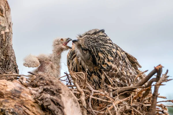 Mother Beautiful Juvenile European Eagle Owl Bubo Bubo Nest Netherlands Royalty Free Φωτογραφίες Αρχείου