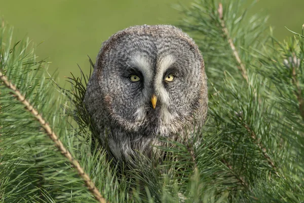 Κοντινό Πλάνο Του Great Grey Owl Lapland Owl Strix Nebulosa Royalty Free Εικόνες Αρχείου