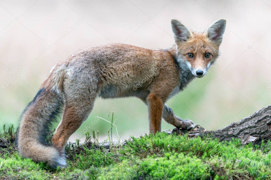  Beautiful red fox (Vulpes vulpes) in natural environment. In the forest of Noord Brabant in the Netherlands.                                                                                                                          