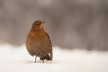 Beautiful Female Blackbird (Turdus merula) in the snow in the forest of Overijssel in the Netherlands.