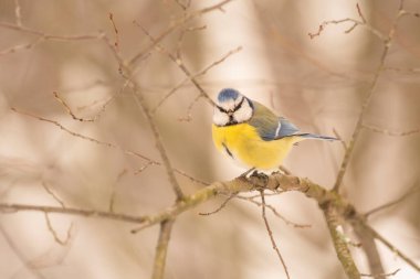  Eurasian Blue Tit (Cyanistes caeruleus)  in a forest of Noord Brabant in the Netherlands.                                                              