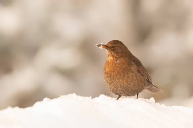 Beautiful Female Blackbird (Turdus merula) in the snow in the forest of Overijssel in the Netherlands.