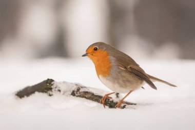 Hollanda 'daki Noord Brabant ormanında güzel Avrupalı Robin (Erithacus rubecula)