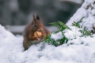Hollanda ormanlarında, karda oynayan güzel Avrasya kızıl sincabı (Sciurus vulgaris).
