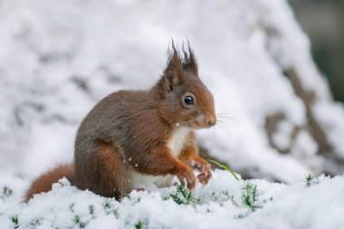 Hollanda ormanlarında, karda oynayan güzel Avrasya kızıl sincabı (Sciurus vulgaris).