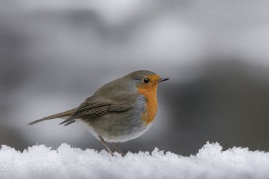 Hollanda 'daki Noord Brabant ormanında güzel Avrupalı Robin (Erithacus rubecula)