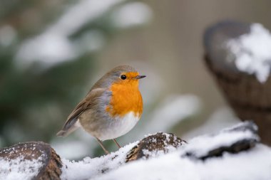 Hollanda 'daki Noord Brabant ormanında güzel Avrupalı Robin (Erithacus rubecula)