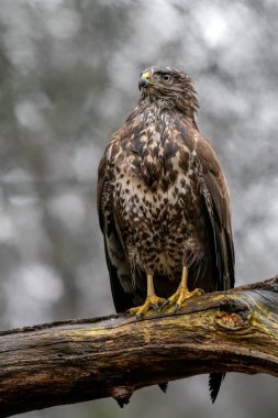 Hollanda 'daki Noord Brabant ormanında Kuzey Goshawk Yetişkinleri (Accipiter gentilis).                                                              