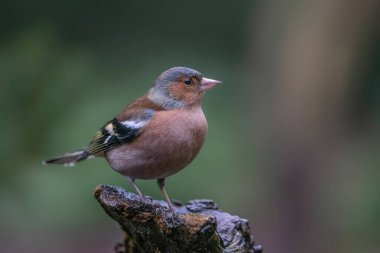 Male Common Chaffinch (Fringilla coelebs) on a branch in the forest of Noord Holland in the Netherlands.