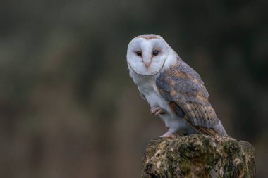 Güzel Ahır Baykuşu (Tyto alba) Hollanda