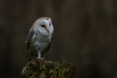 Güzel Ahır Baykuşu (Tyto alba) Hollanda
