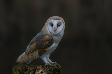 Güzel Ahır Baykuşu (Tyto alba) Hollanda