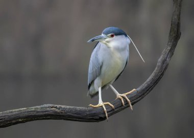 Güzel siyah taçlı Gece Balıkçıl (Nycticorax nycticorax) doğal yaşam alanında bir dalda. 
