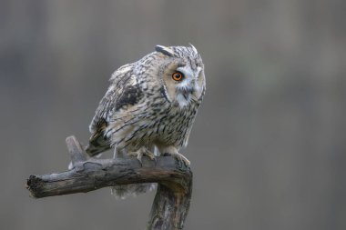 Hollanda 'daki Noord Brabant ormanında uzun kulaklı baykuş (Asio otus).                                                                                              