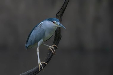 Güzel siyah taçlı Gece Balıkçıl (Nycticorax nycticorax) doğal yaşam alanında bir dalda. 