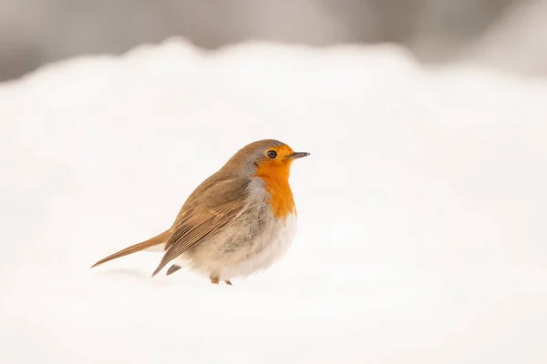 Belo Robin Europeu Erithacus Rubecula Floresta Noord Brabant Nos Países — Fotografia de Stock