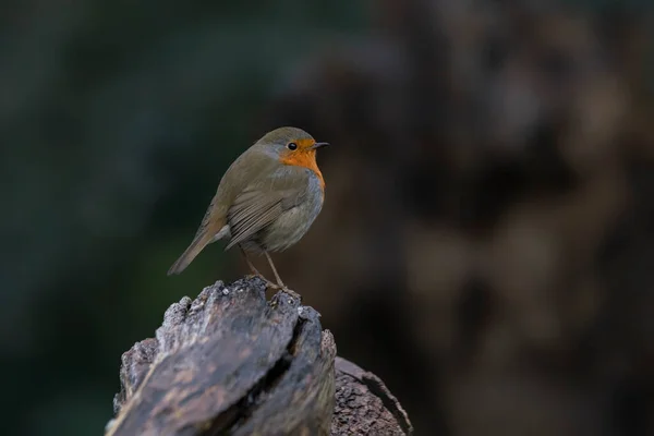 Krásný Evropský Robin Erithacus Rubecula Lese Noord Brabant Nizozemsku — Stock fotografie