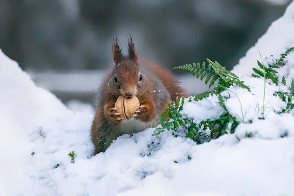 Schönes Eurasisches Rotes Eichhörnchen Sciurus Vulgaris Spielt Schnee Wald Der — Stockfoto