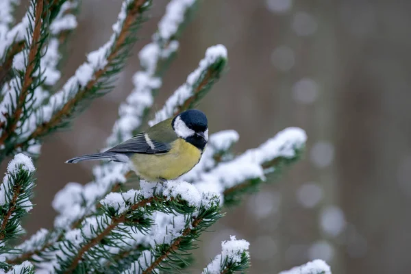 Great Tit Parus Major Forest Netherlands — Stock Photo, Image