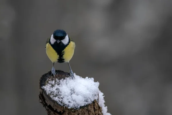 Great Tit Parus Major Forest Netherlands — Stock Photo, Image