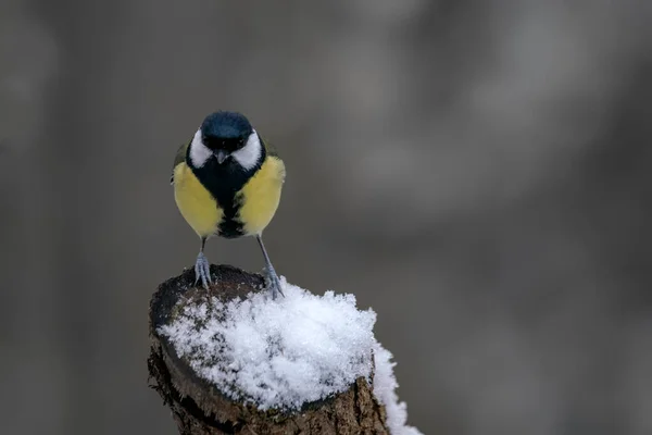 Great Tit Parus Major Forest Netherlands — Photo