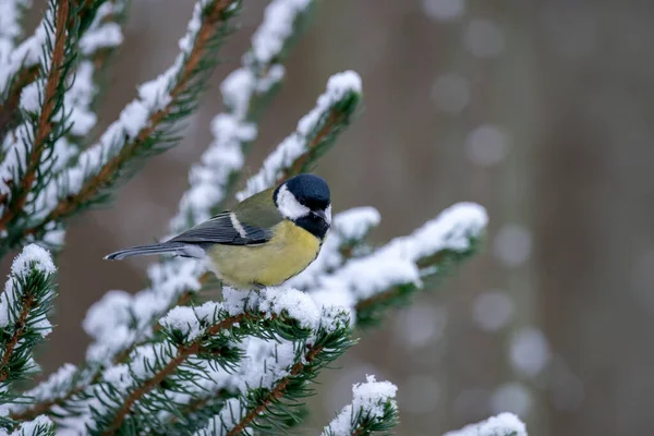 Great Tit Parus Major Forest Netherlands — Photo