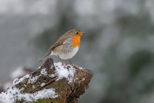 Gyönyörű Európai Robin Erithacus Rubecula Noord Brabant Erdejében Hollandiában — Stock Fotó