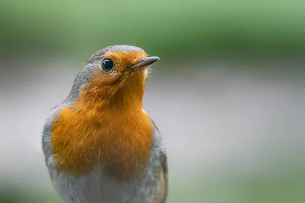 Krásný Evropský Robin Erithacus Rubecula Lese Noord Brabant Nizozemsku — Stock fotografie