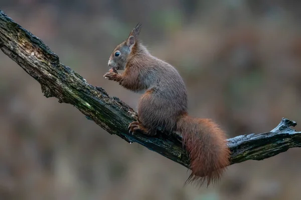 Schönes Rotes Eichhörnchen Sciurus Vulgaris Wald Von Noord Brabant Den — Stockfoto