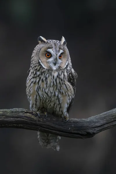 Hermoso Búho Águila Eurasiática Bubo Bubo Güeldres Los Países Bajos — Foto de Stock