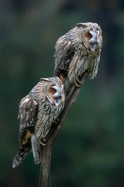 Two Beautiful Long Eared Owls Asio Otus Branch Forest Noord — Stock Photo, Image