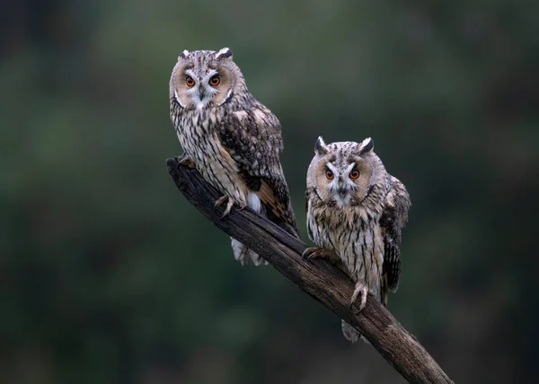 Two Beautiful Long Eared Owls Asio Otus Branch Forest Noord — Stock Photo, Image