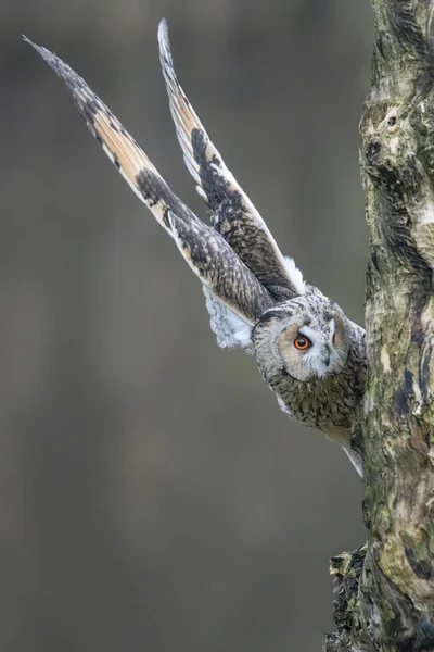 Beautiful Long Ear Owls Asio Otus Branch Forest Noord Brabant — стоковое фото