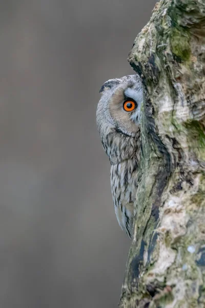 Beautiful Long Ear Owls Asio Otus Branch Forest Noord Brabant — стоковое фото