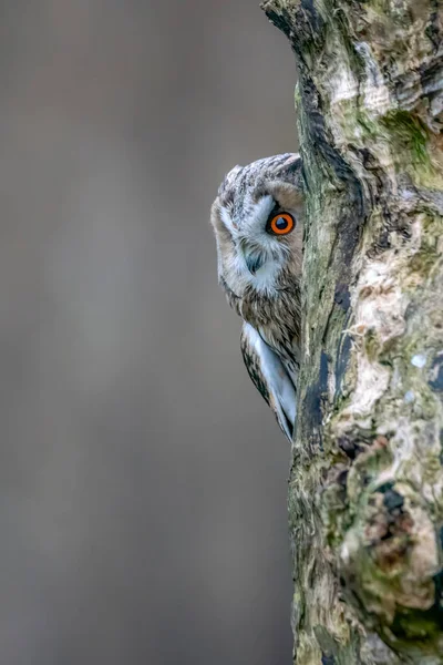 Bella Gufi Dalle Orecchie Lunghe Asio Otus Ramo Nella Foresta — Foto Stock