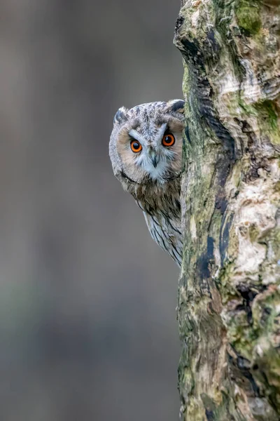 Beautiful Long Ear Owls Asio Otus Branch Forest Noord Brabant — стоковое фото